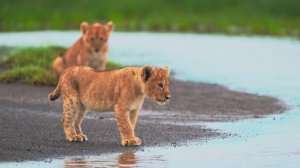 Дискавери: Детеныши животных - ЖИВОТНЫЕ 8K ВИДЕО ULTRA HD