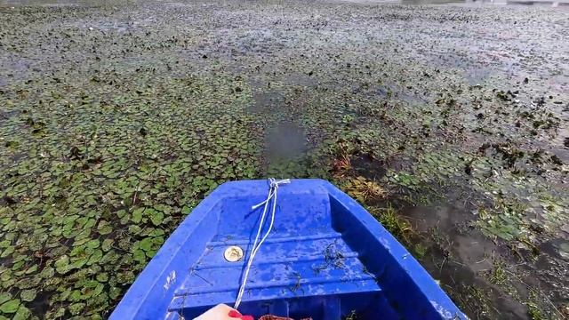 НАСТРЕЛЯЛ ПОЛНЫЙ МЕШОК ОГРОМНЫХ САЗАНОВ! ⛵️ #fishing #낚시 #automobile #рыбалканафидер #рыбалка