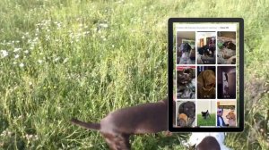 Я люблю тебя. Курцхаар!