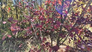 Черемуха - разная и прекрасная