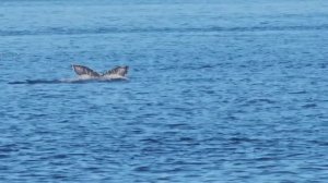 удивительный морской мир 🐳🐋🐬🦆 киты, орки, морской лев