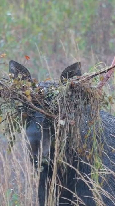 Лось с букетом на рогах. Собрал презент для своей дамы!