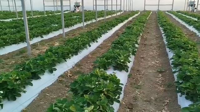 Обзор сорта земляники садовой (клубники) Мурано, выращивание в теплице, не малообъемка.