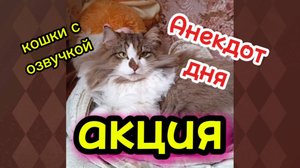 Кошки с озвучкой.