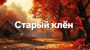 Старый клён