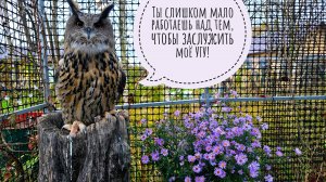 Выдала сове Ёлке новую подушку в промежутке между садовыми делами. Нашла забытую в болоте клюкву