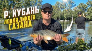 РЫБАЛКА НА САЗАНА, РЕКА КУБАНЬ