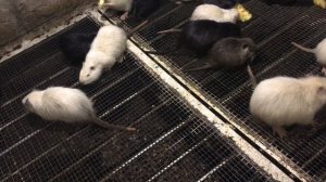 ЗИМОВКА НУТРИЙ В КУЗБАССЕ