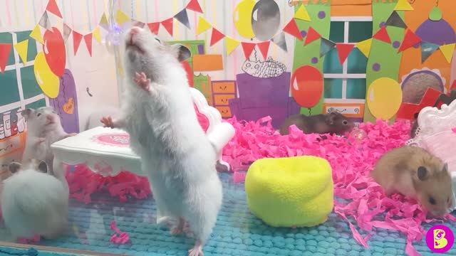 День Рожденье ХОМЯЧКОВ** МАЛЫШАМ УЖЕ МЕСЯЦ смотреть онлайн