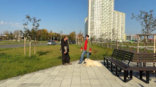 Чау-Чау Смуф Короткошерстный смотреть онлайн