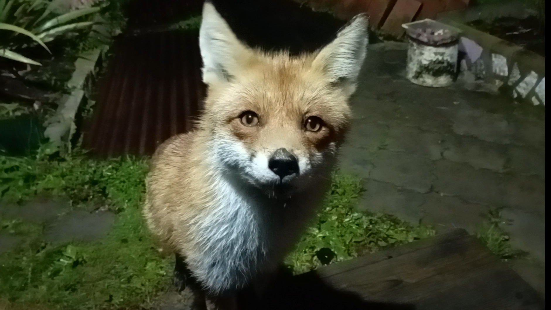 (1132) Лиса приходит в гости. Лапка болит. Октябрь 2025 смотреть онлайн