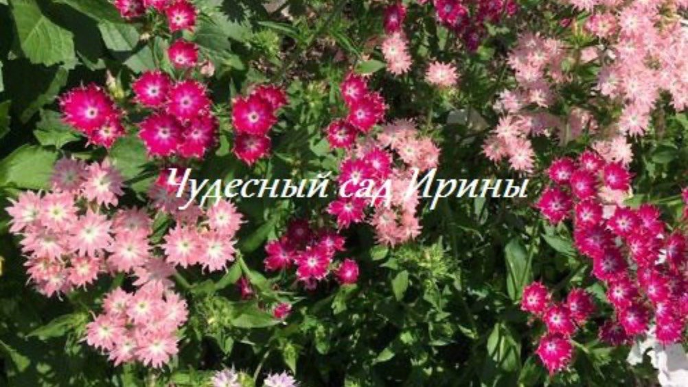 Чудесный сад Ирины. Флокс однолетний Друммонда