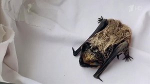 Нашествие летучих мышей наблюдается в Центральной России