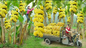 Собираю бананы и везу их на сельский рынок. Жизнь во Вьетнаме