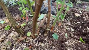 Уход за голубикой осенью