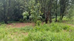 п. Москворецкого Леспаркхоза