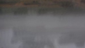 Лебеди озеро Ильмень 1