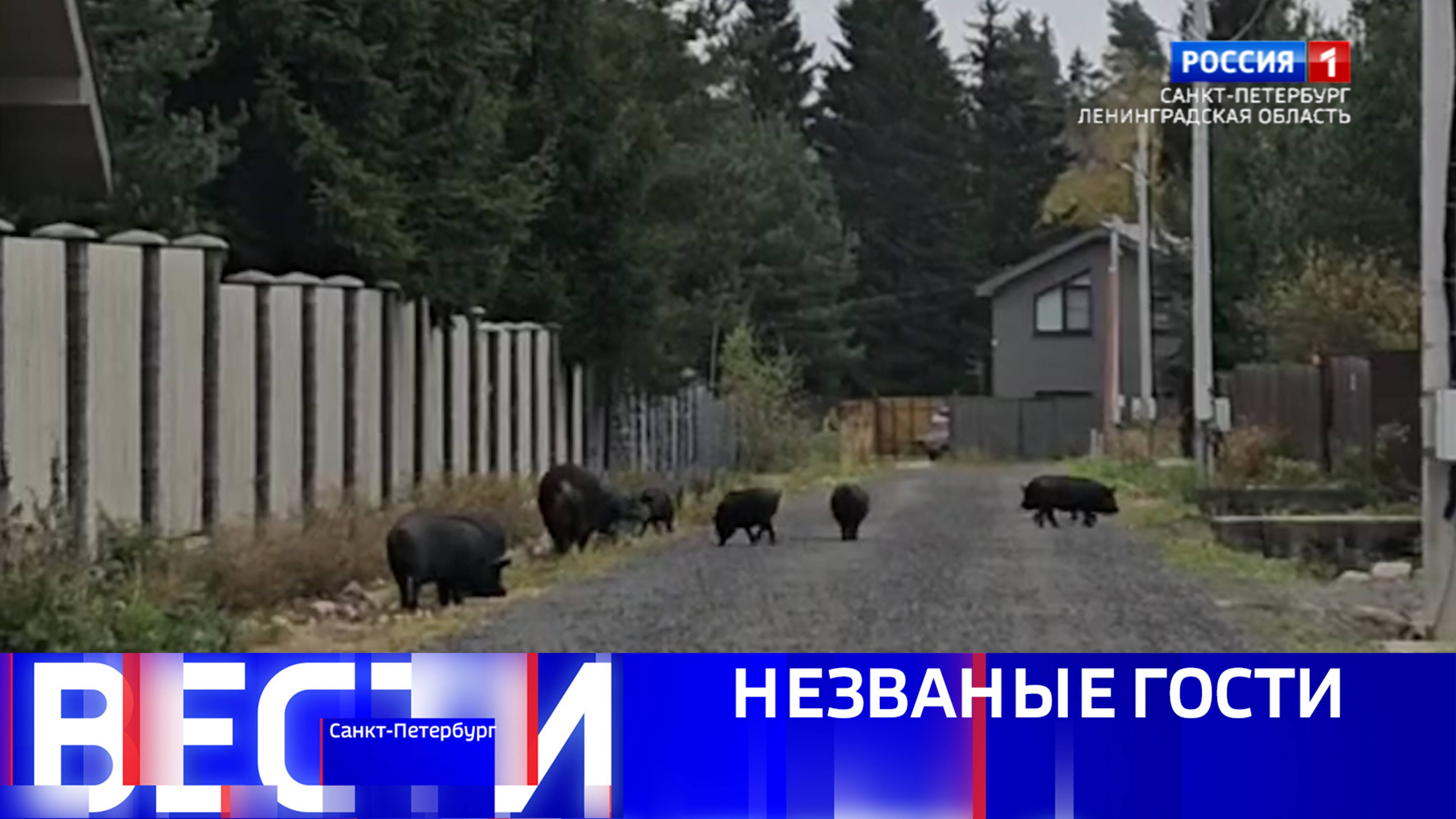 Вести Санкт-Петербург. Выпуск 11.30 от 07.10.2025