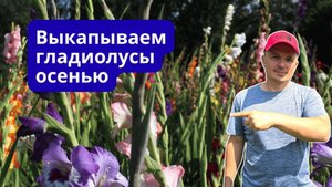 Гладиолусы осенью Выкапывание обработка и хранение