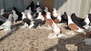 Северокавказские голуби, Оренбургские голуби, Бакинские бойные голуби!