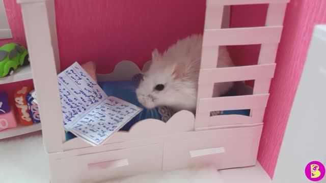 ХОМЯЧКИ НА САМОИЗОЛЯЦИИ/ВИЛЯ МЕШАЕТ ВИКИ ДЕЛАТЬ УРОКИ смотреть онлайн