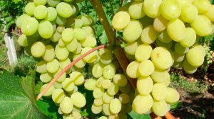 В коллекционном винограднике Армении появились пятьдесят новых сортов винограда