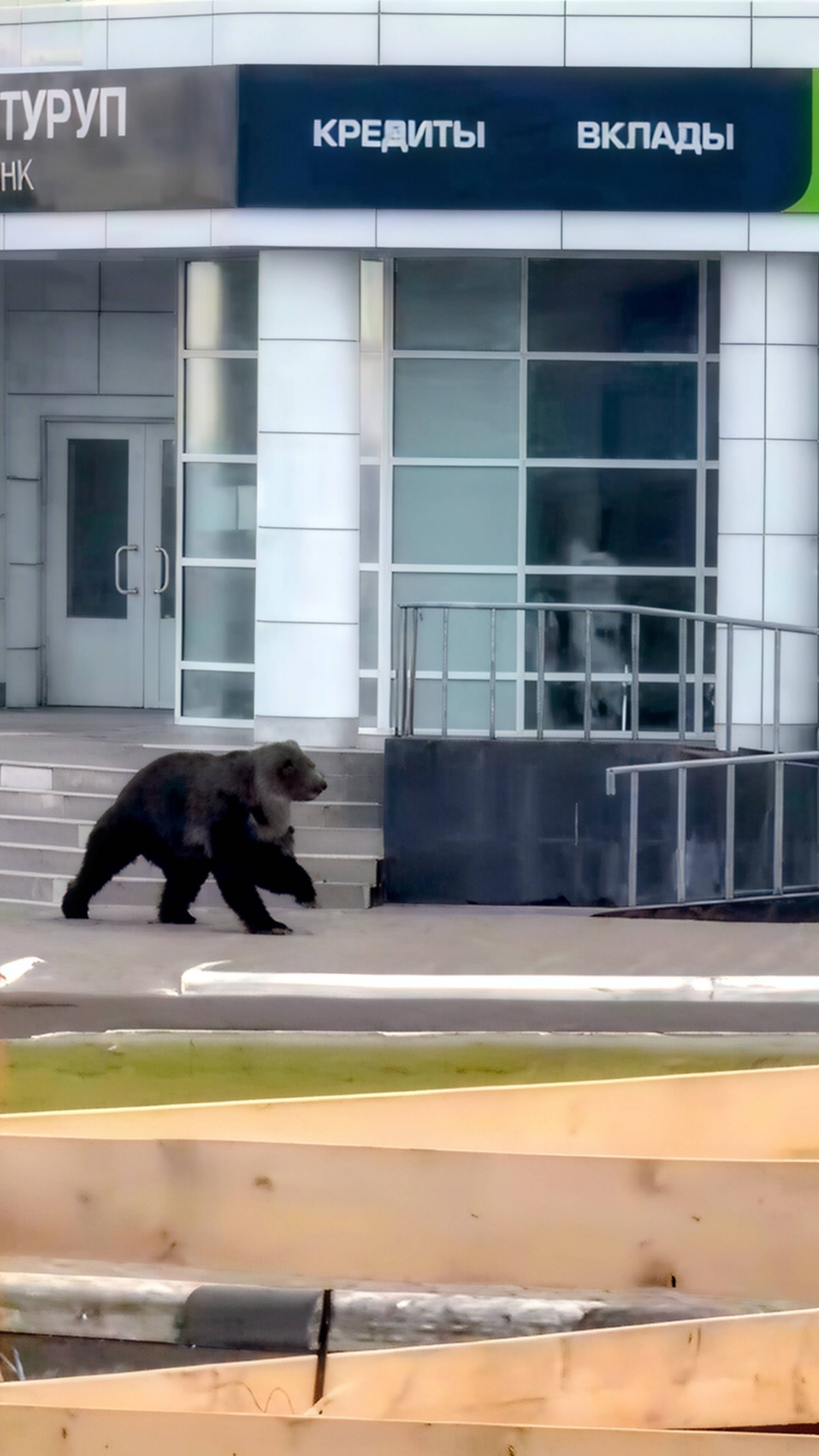 Медведь ворвался в город и ищет жертву😱🐻