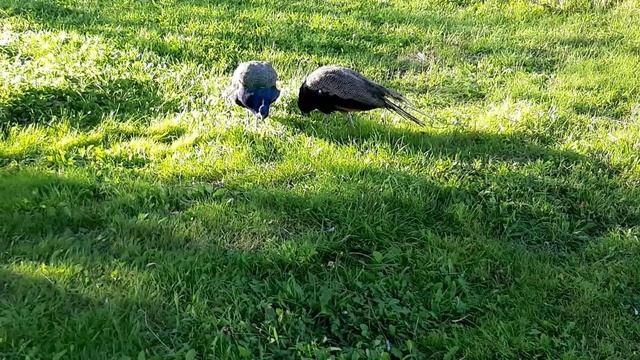 Вот так свободно павлины гуляют по территории зоопарка