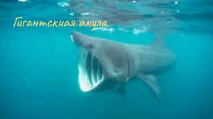 Морские обитатели.