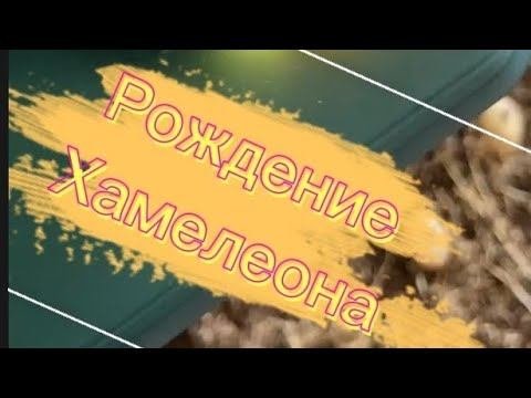 Хамелеон. Рождение, манера поведения. Мир животных.