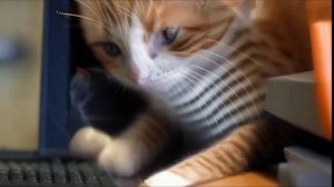 😻 МИЛЫЙ КОТЕНОК: Большие глаза и маленькие проказы! | Мультфильм для поднятия настроения