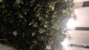 🦋Парк Бабочек🦋