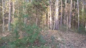 прогулка по осеннему лесу