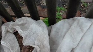 Зачем укрывать клубнику на зиму