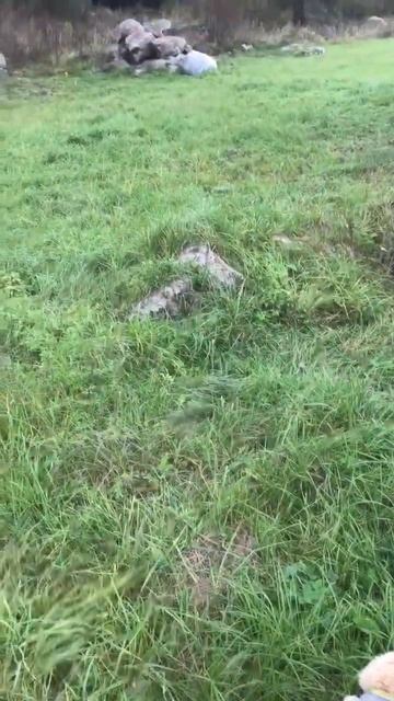 Ленобласть. Хвойное. 06.10.2025. Прогулка по селу перед возвращения с дачи в Петербург. Эпизод 10