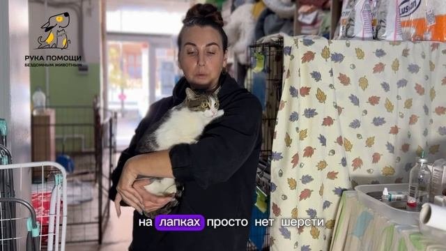 Кошечку Шпуню нашли на улице