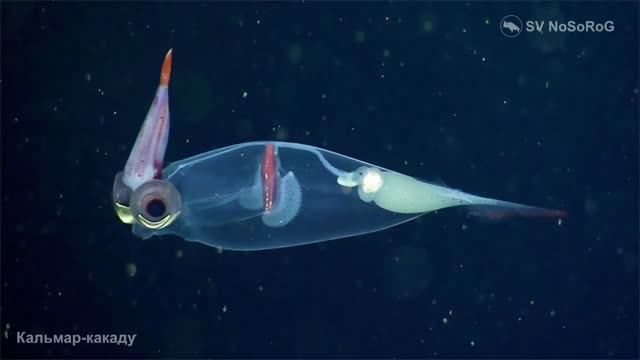 В чём необычность строения представителей семейства Стеклянные кальмары — Cranchiidae Prosch, 1847 ?