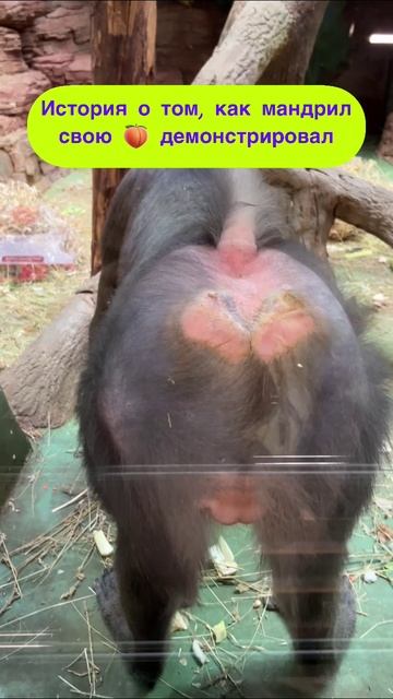 Сказать, что я была в шоке = ничего не сказать))