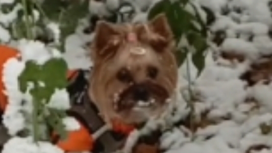 Первый снег-радость для йорка