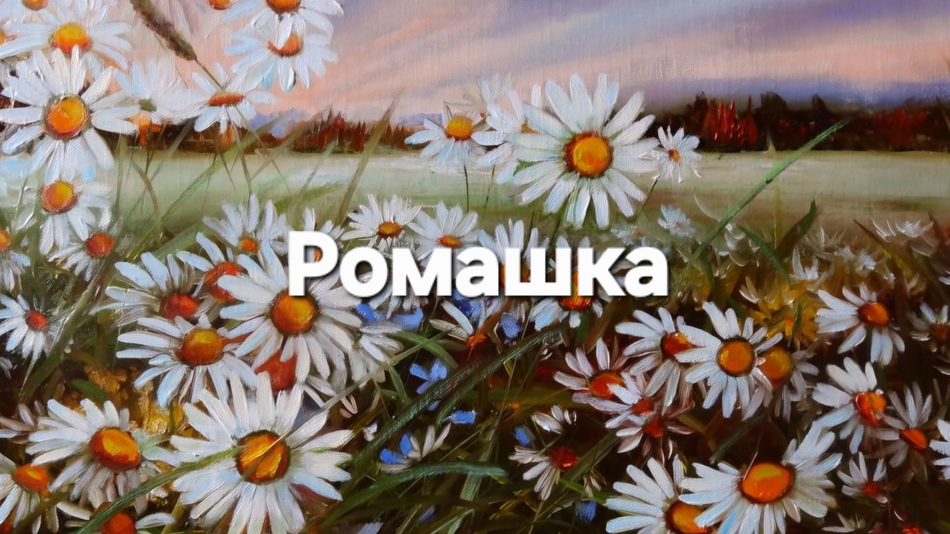 Ромашка, ромашка цветок полевой