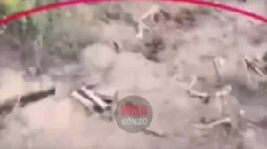 Джанго из группы «Немца» предлагает «свинке Пеппе» не бегать от русского медведя