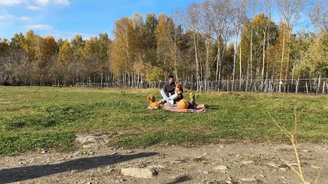 День Толлера (Новошотландский ретривер) смотреть онлайн