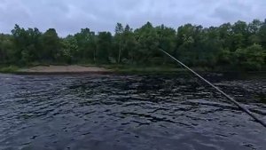 ХОТЕЛИ ПОЙМАТЬ ГОРБУШИ А НАЛОВИЛИ СЕМГИ .