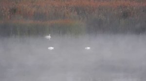 Лебеди озеро Ильмень 2