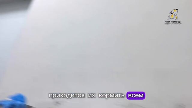Приболели маленькие котята.