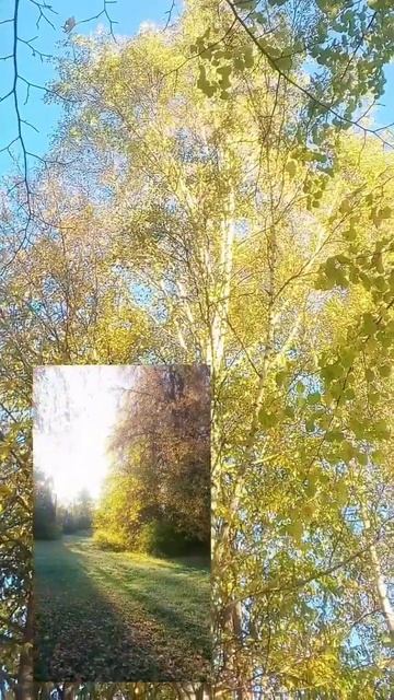 Осень она не спросит #shorts_video #стихи #nature