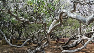 Манцинелла - дерево смерти.