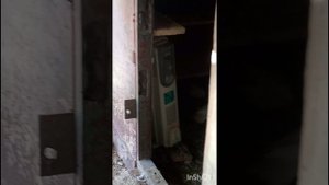 голуби Ломова голубь или голуби кто?