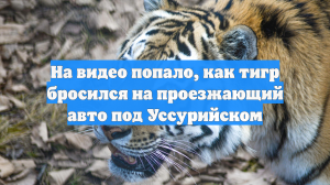 На видео попало, как тигр бросился на проезжающий авто под Уссурийском