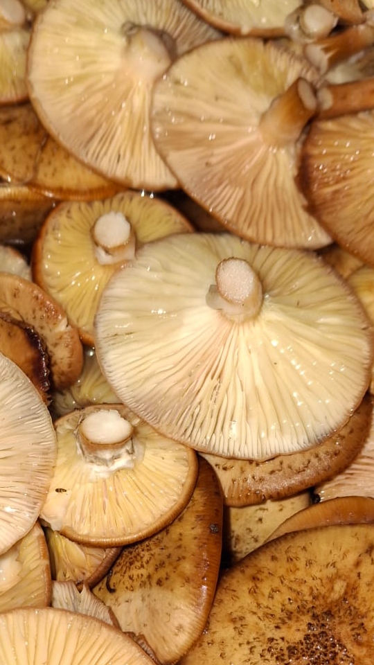 Опёнок осенний смотреть онлайн